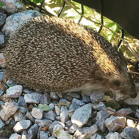 Vice Гостьовий будинок Спліт